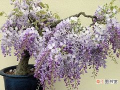 【紫藤】怎样使盆栽紫藤连年开花