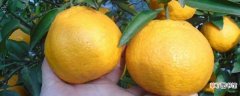 【多】丑橘苗多少钱一棵