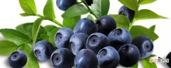 【蓝莓】种植蓝莓几年可收益