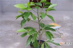 【花盆】白兰花盆景的栽培方法，配土压条栽植管理
