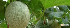 【种植】哈密瓜怎么种植