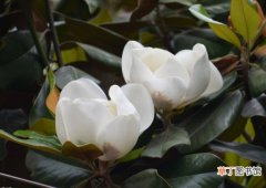 【玉兰花】白玉兰花期：白玉兰花期一般在3~5月份