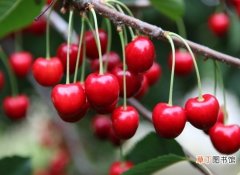 【种植方法】樱桃的种植方法：喜光、喜温、喜湿、喜肥