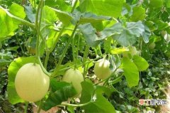 【栽培】香瓜栽培技术，选种育苗种出好瓜
