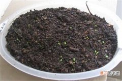 【种子】薄荷种子种植方法步骤，4个步骤教你养爆盆