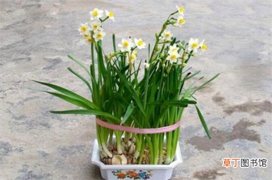 【催花】水仙花怎么催花，3种方法可让植株爆盆