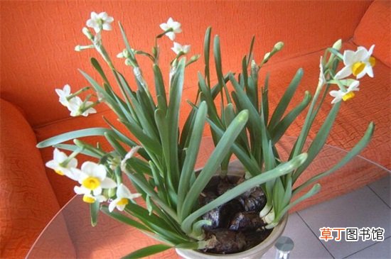 【催花】水仙花怎么催花，3种方法可让植株爆盆