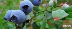 【土壤】蓝莓土壤配方