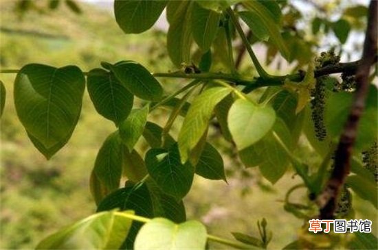 【桃树】核桃树花前打什么药，氧化乐果预防蚜虫危害