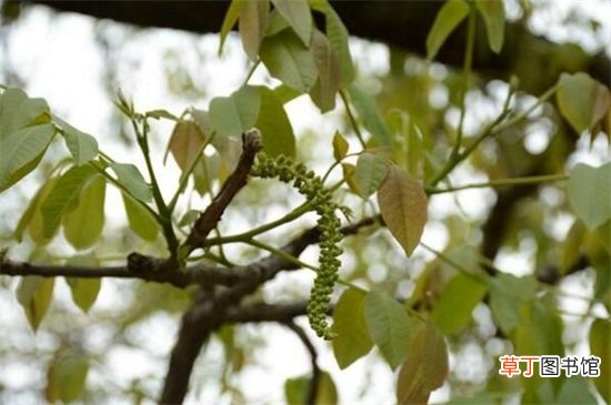 【桃树】核桃树花前打什么药，氧化乐果预防蚜虫危害