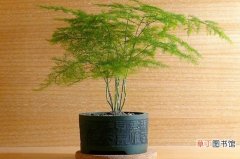 【植物】文竹为什么长藤，为藤科植物属于正常现象