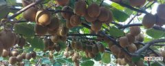 【品种】软枣猕猴桃品种大全