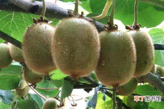 【品种】软枣猕猴桃品种大全