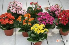 【开花】怎么让长寿花开花，10cm盆径花盆和每周施肥