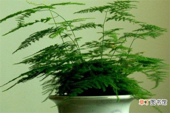 【室内】50种常见室内盆栽绿化植物