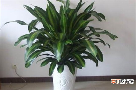 【室内】50种常见室内盆栽绿化植物