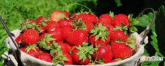 【草莓】一亩大棚草莓种植利润