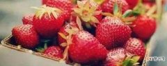 【季节】草莓什么季节有