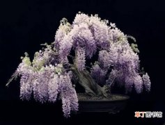 【种植方法】紫藤的种植方法：播种、扦插在3月份上旬萌芽前进行