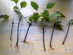 【繁殖】接骨木的繁殖方法，扦插播种使用频繁分株使用较少