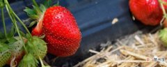 【种植】草莓什么时候种植