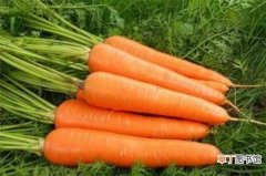 【品种】萝卜的品种有哪些，详解8类萝卜品种