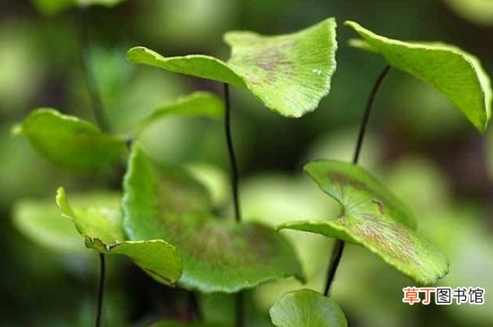 【铁线蕨】荷叶铁线蕨是什么植物，属于多年生蕨类植物