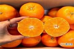 【品种】甘平柑橘介绍，柑橘杂交新品种可止咳化痰