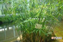 【室内】水竹可以放在室内吗，寓意生财可室内养殖