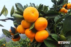 【热性】橘子是热性的吗，温性有开胃理气功效