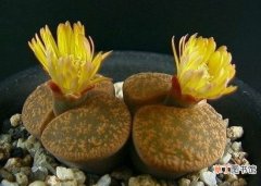 【播种】生石花怎样播种：生石花的种子非常细小，一般采用撒播，尽量撒均匀