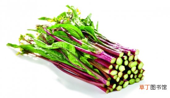 【种植方法】红菜苔的种植方法：注意种植时间和肥水管理
