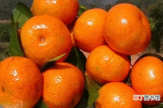 【橘子】橘子有几种