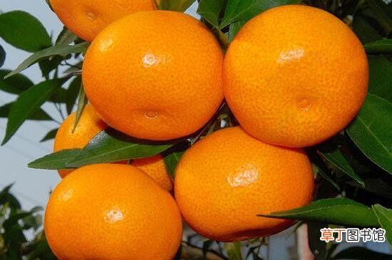 【橘子】橘子有几种
