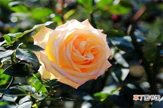 【养殖方法】变色玫瑰怎么养殖方法，充足光照日常修剪