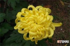 【菊花】为什么家里不能种菊花，黄白菊有悼念含义不吉利