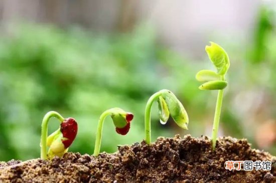 【缺肥】植物缺肥症状及对应的花肥沤制方法：薄肥淡施