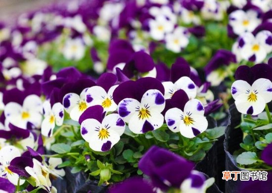 【阳台】推荐10种适合阳台种植的花卉
