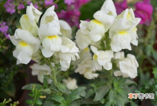 【阳台】推荐10种适合阳台种植的花卉
