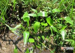 【花】什么是鸭舌草：雨久花科水生植物，常见于水稻种植区和长江流域以南地