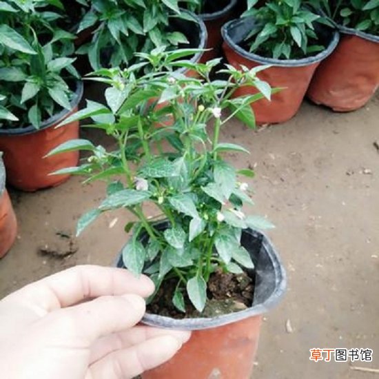 【播种】七彩椒种植技术：七彩椒一般采用播种种植，大约3个月即可结果