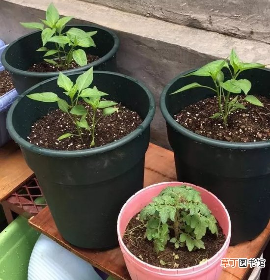 【播种】七彩椒种植技术：七彩椒一般采用播种种植，大约3个月即可结果