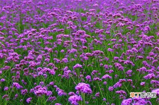 【薰衣草】紫色薰衣草的花语