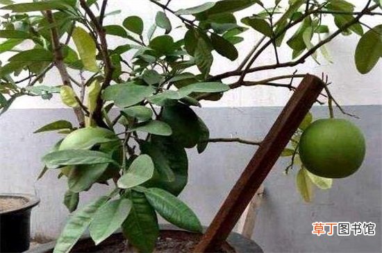 【树】柚子树的栽培方法