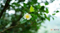 【花】茶树花怎么养殖