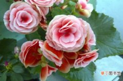 【价值】丽格海棠的价值，装饰能力高可作插花