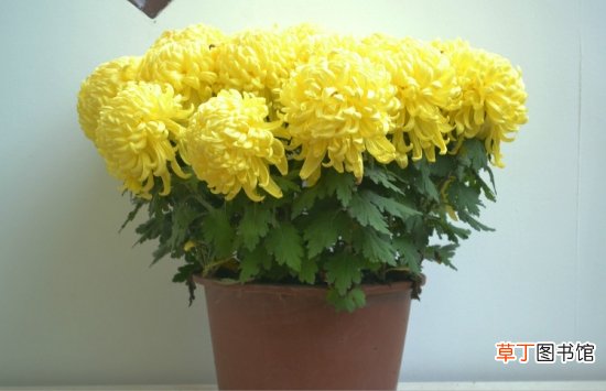 【开花】哪些花冬天也能开花：12种超耐寒花卉盘点