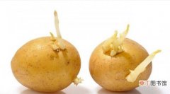 【吃】发芽的土豆能吃吗？有毒不能吃