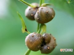 【繁殖】山药豆怎么种：山药是无性繁殖的，很多时候都是靠地下块茎进行繁殖