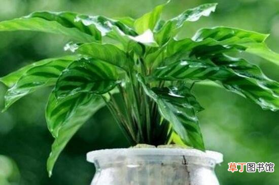 【水培】孔雀竹芋水培养殖方法和注意事项，湿润环境勤换水